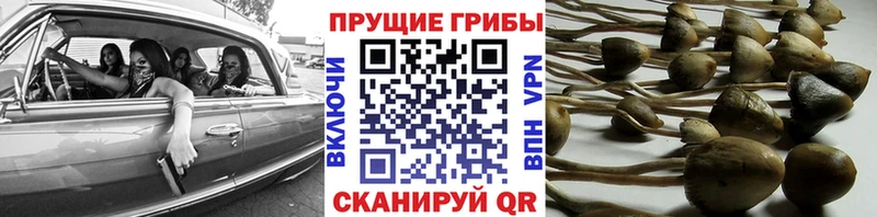 Купить где  Балтийск  Галлюциногенные грибы Magic Shrooms 